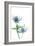 Sea Holly (Eryngium Sp.)-Lawrence Lawry-Framed Photographic Print