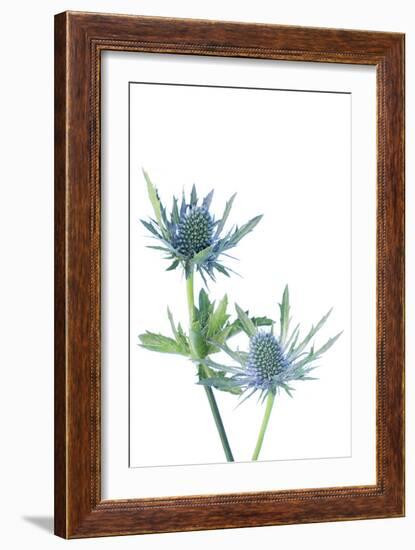 Sea Holly (Eryngium Sp.)-Lawrence Lawry-Framed Photographic Print