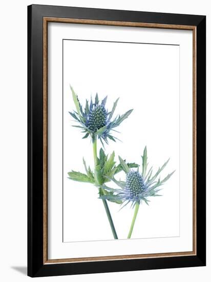 Sea Holly (Eryngium Sp.)-Lawrence Lawry-Framed Photographic Print