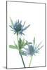 Sea Holly (Eryngium Sp.)-Lawrence Lawry-Mounted Photographic Print