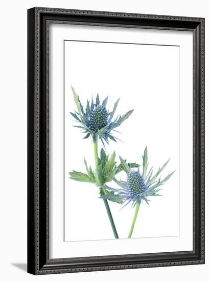 Sea Holly (Eryngium Sp.)-Lawrence Lawry-Framed Photographic Print