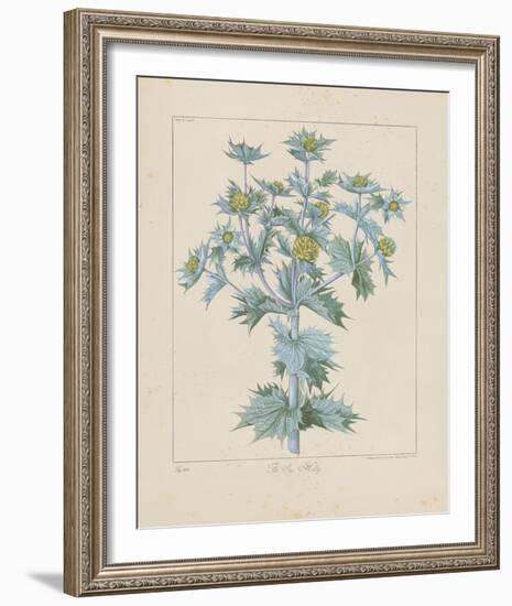 Sea Holly-Basilius Besler-Framed Giclee Print