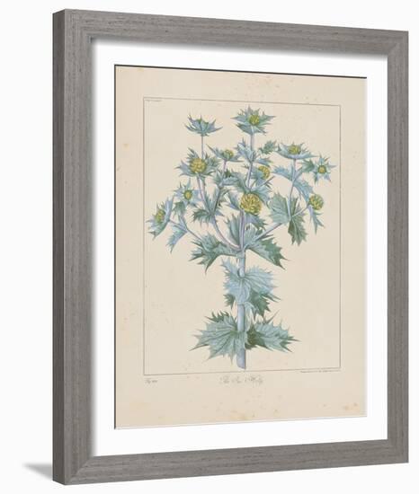 Sea Holly-Basilius Besler-Framed Giclee Print