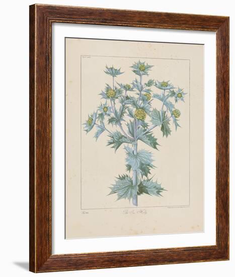 Sea Holly-Basilius Besler-Framed Giclee Print