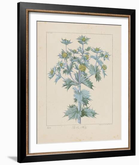 Sea Holly-Basilius Besler-Framed Giclee Print