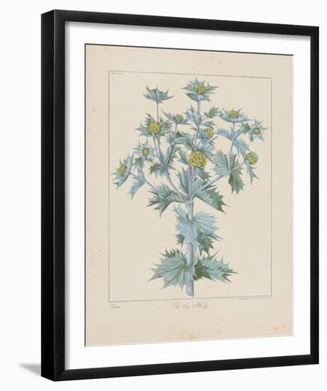 Sea Holly-Basilius Besler-Framed Giclee Print