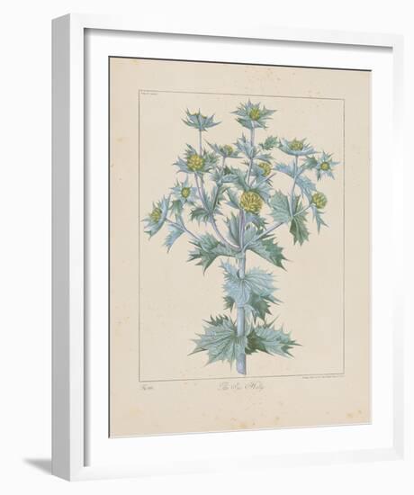 Sea Holly-Basilius Besler-Framed Giclee Print