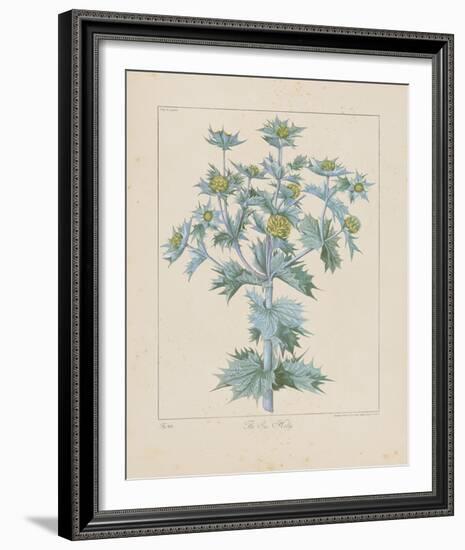 Sea Holly-Basilius Besler-Framed Giclee Print