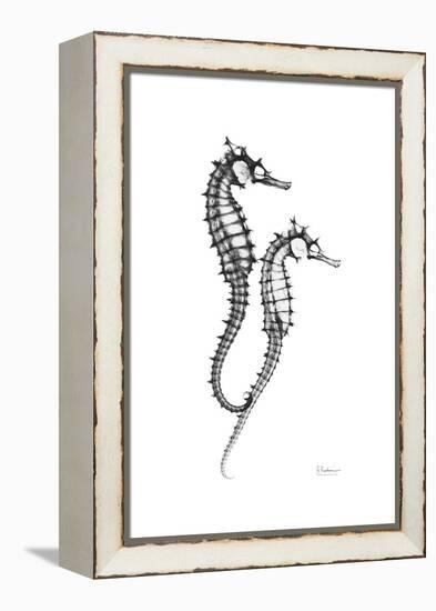 Sea Horse Gray-Albert Koetsier-Framed Stretched Canvas