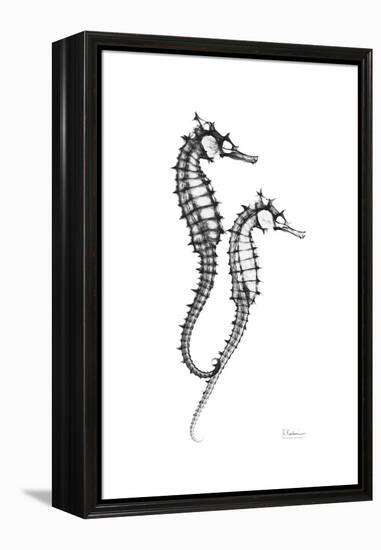 Sea Horse Gray-Albert Koetsier-Framed Stretched Canvas