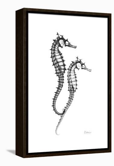 Sea Horse Gray-Albert Koetsier-Framed Stretched Canvas