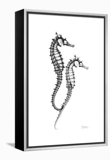 Sea Horse Gray-Albert Koetsier-Framed Stretched Canvas