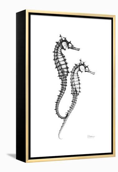 Sea Horse Gray-Albert Koetsier-Framed Stretched Canvas