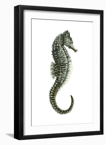 Sea Horse (Hippocampus Hudsonius), Fishes-Encyclopaedia Britannica-Framed Art Print