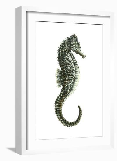 Sea Horse (Hippocampus Hudsonius), Fishes-Encyclopaedia Britannica-Framed Art Print