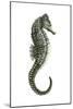 Sea Horse (Hippocampus Hudsonius), Fishes-Encyclopaedia Britannica-Mounted Art Print