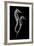 Sea Horse Xray-Albert Koetsier-Framed Premium Giclee Print