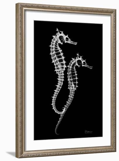 Sea Horse Xray-Albert Koetsier-Framed Premium Giclee Print