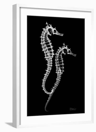 Sea Horse Xray-Albert Koetsier-Framed Premium Giclee Print