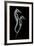 Sea Horse Xray-Albert Koetsier-Framed Premium Giclee Print