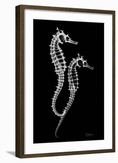 Sea Horse Xray-Albert Koetsier-Framed Premium Giclee Print