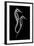 Sea Horse Xray-Albert Koetsier-Framed Premium Giclee Print