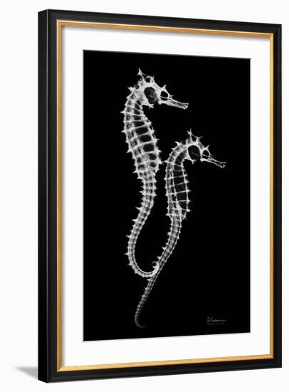 Sea Horse Xray-Albert Koetsier-Framed Premium Giclee Print