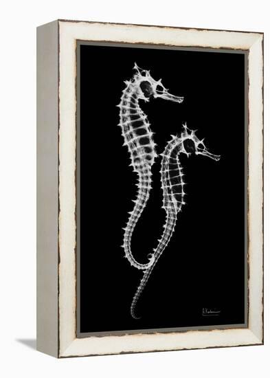 Sea Horse Xray-Albert Koetsier-Framed Stretched Canvas