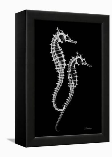 Sea Horse Xray-Albert Koetsier-Framed Stretched Canvas