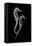 Sea Horse Xray-Albert Koetsier-Framed Stretched Canvas