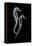 Sea Horse Xray-Albert Koetsier-Framed Stretched Canvas