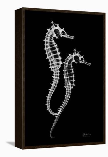 Sea Horse Xray-Albert Koetsier-Framed Stretched Canvas