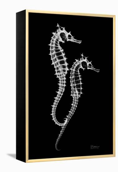 Sea Horse Xray-Albert Koetsier-Framed Stretched Canvas