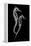 Sea Horse Xray-Albert Koetsier-Framed Stretched Canvas