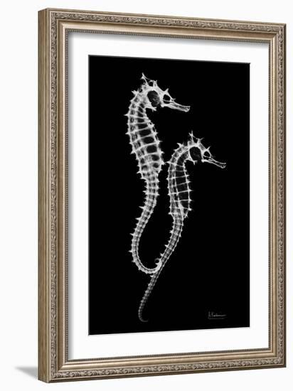 Sea Horse Xray-Albert Koetsier-Framed Art Print