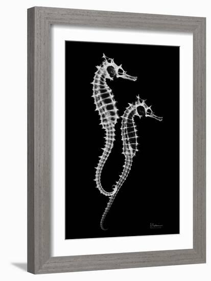 Sea Horse Xray-Albert Koetsier-Framed Art Print