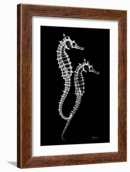 Sea Horse Xray-Albert Koetsier-Framed Art Print