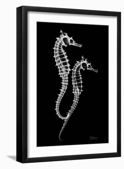 Sea Horse Xray-Albert Koetsier-Framed Art Print