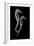 Sea Horse Xray-Albert Koetsier-Framed Art Print