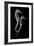 Sea Horse Xray-Albert Koetsier-Framed Art Print