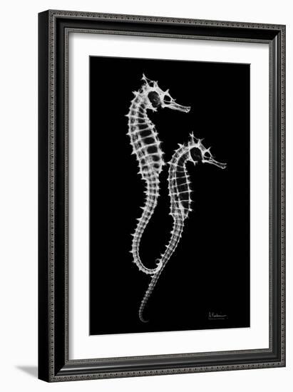 Sea Horse Xray-Albert Koetsier-Framed Art Print