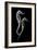 Sea Horse Xray-Albert Koetsier-Framed Art Print