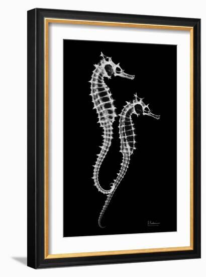 Sea Horse Xray-Albert Koetsier-Framed Art Print