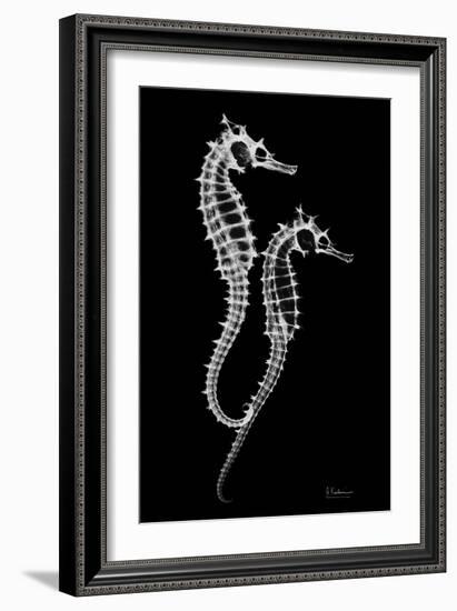 Sea Horse Xray-Albert Koetsier-Framed Premium Giclee Print
