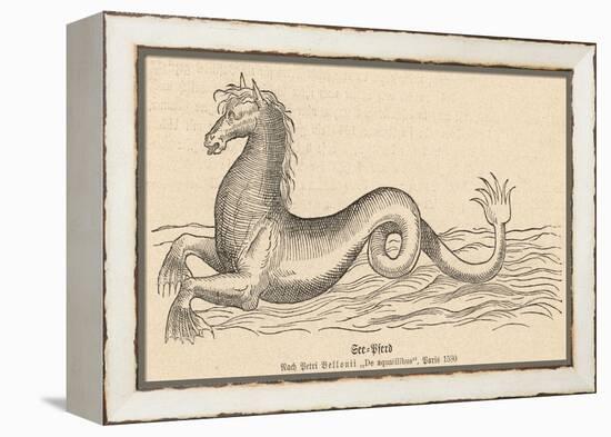 Sea Horse-null-Framed Stretched Canvas