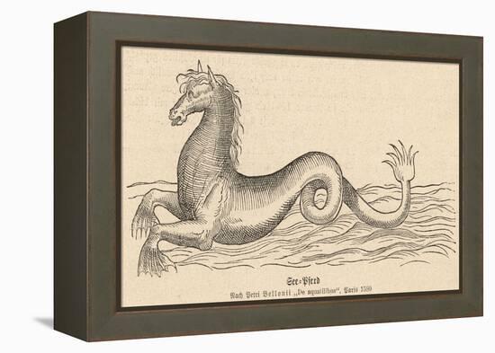 Sea Horse-null-Framed Stretched Canvas