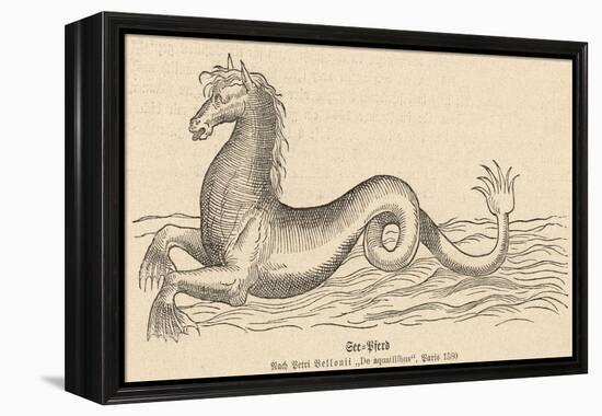 Sea Horse-null-Framed Stretched Canvas