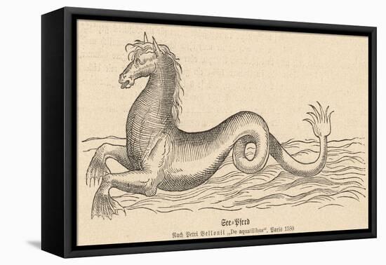 Sea Horse-null-Framed Stretched Canvas