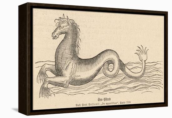 Sea Horse-null-Framed Stretched Canvas