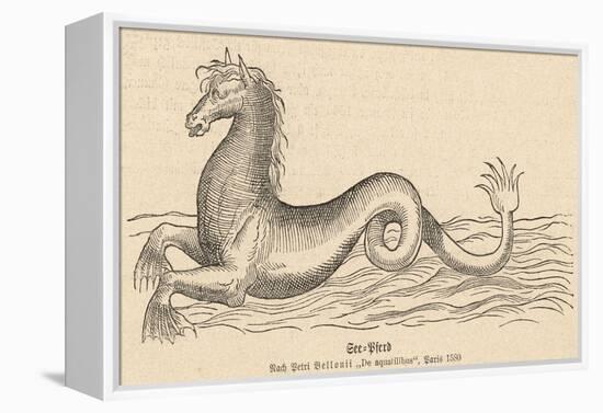 Sea Horse-null-Framed Stretched Canvas